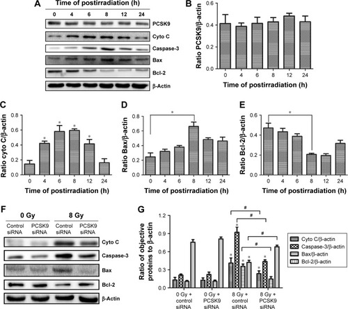 Figure 4 Radioresistance mechanisms of PCSK9 siRNA in LnCap cells.