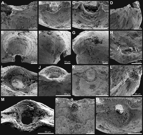Figure 6. Ontogenetic development of pedicle foramen of Palaeotreta shannanensis gen. et sp. nov. from the Shuijingtuo Formation of southern Shaanxi. A, B, juvenile with unrestricted pedicle notch, note raised propareas (arrows), ELI-XYB S4-3 AV-09; C, D, juvenile with unrestricted pedicle notch, ELI-XYB S4-3 AV-17; E–G, semicircular pedicle foramen soon to be enclosed, ELI-XYB S4-3 AV-05; H, raised propareas (arrows), ELI-XYB S4-3 AV-11; I–L, pedicle foramen, just enclosed with very short intertrough, XYB S4-3 AU-07; M, N, adult with enclosed pedicle foramen, showing the successive growth of propareas at the posterior margin of the metamorphic shell (arrow), ELI-XYB S4-3 AU-01; O, enclosed pedicle foramen is mostly outside the metamorphic shell, ELI-XYB S4-3 AV-07.