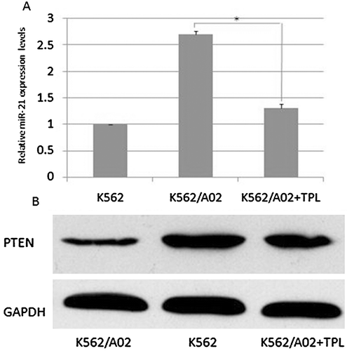 Figure 3.  The effect of TPL on miR-21 and PTEN expression in K562/A02 cells. A: the miR-21 levels in K562 and K562/A02 cells; B: PTEN protein expression in K562 and K562/A02 cells.