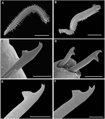 Figure 1. SEM microphotographs of Haplosyllis djiboutiensis from the Persian Gulf. A, Whole body, ventral view, posterior segments regenerating after reproduction. B, Whole body, dorsal view. C, Anterior chaeta. D, Mid-body chaetae. E, Long mid-body chaeta. F, Short mid-body chaeta. Abu Dhabi (MMCN 16.01/13180): A,C,D. Qatar (MNCN 16.01/13174): B,E,F. Scale bars: A,B = 1 mm, C,E = 10 μm, D = 20 μm, F = 5 μm.