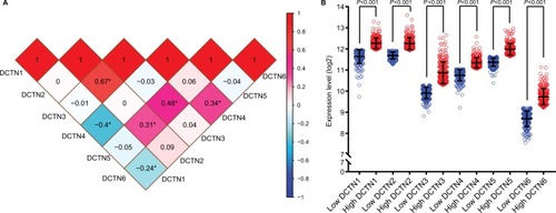 Figure 2 (A) Pearson’s correlation coefficients for DCTN gene expression levels, *P<0.001; (B) scatterplots for DCTN gene family expression levels in TCGA.Abbreviations: DCTN, dynactin; TCGA, The Cancer Genome Atlas.