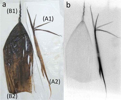 Figure 4 (a) The top leaves (A) and lower peels (B) from a bamboo sprout sampled in 2011. (b) Autoradiographic image of (a). Radioactivities of each part are shown in Table S2.