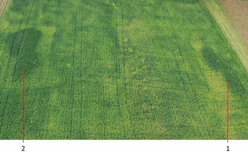 Figure 6. Field of winter wheat Sacramento variety at the stage of stem elongation with marked plots established in: 1/first year; 2/second year.