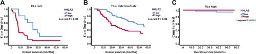 Figure 3 Kaplan-Meier survival curves showing OS of patients with HCC according to HHLA2 expression based on TILs. High HHLA2 expression was associated with worse OS in HCC patients with low TIL density (A) and intermediate TIL density (B). HHLA2 expression was not associated with OS of HCC patients with high TIL density (C).