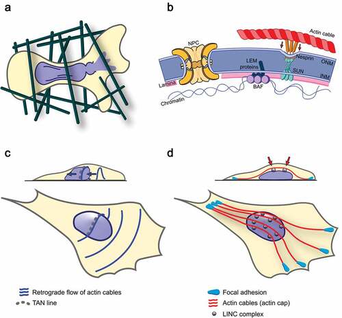 Figure 1. Migration-induced NE rupture and mechanisms of force transmission to the nucleus by different types of NE-associated actin cables