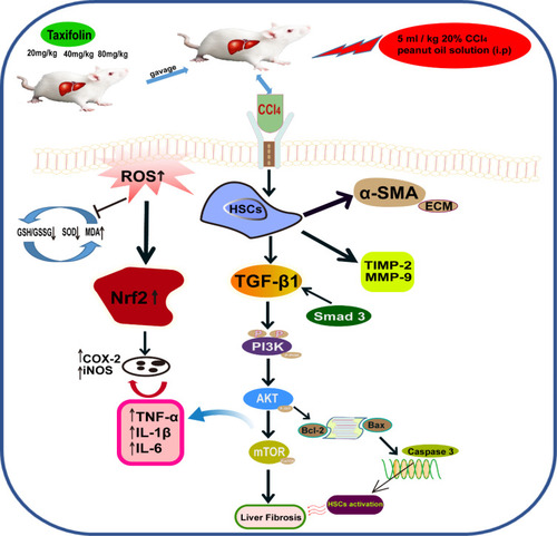 Figure 8 TAX treatment constrains HSCs activation and ECM synthesis via reversing of the PI3K/AKT/mTOR and TGF-β1/Smads signaling pathways.