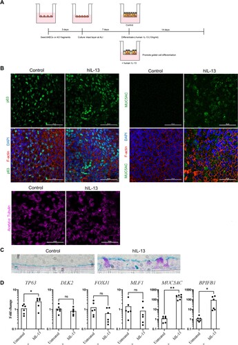 Figure 4. Human IL-13 (hIL-13) treatment promotes goblet cell differentiation in ALI-AECs. (A) Schematic representation of culture protocol with and without hIL-13 (10 ng/ml) treatment. (B) Untreated or hIL-13 treated ALI-AECs stained for P63 (green), acetylated-α-tubulin (purple), F-actin (red) and nucleus (blue). Scale bar  = 50 μΜ. (C) Alcian blue staining of untreated or hIL-13 treated ALI-AEC cross sections. Representative results from two individual bat derived AECs are shown. Scale bar  = 10 μΜ (D) qRT-PCR analysis of untreated or hIL-13 treated ALI-AECs for indicated marker genes. n = 6 biologically independent bat donors are illustrated. Each dot represents airway culture derived from a different bat donor. Each bar represents the mean. * indicates Student's t-test p-value <0.05, ** indicates Student's t-test p-value <0.01 for the indicated comparison.