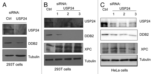 Figure 3. USP24 depletion in human cells destabilizes DDB2. (A) siRNA-mediated USP24 depletion in 293T cells decreases the steady-state levels of DDB2. (B) USP24 knockdown in 293T cells by three siRNAs destabilizes DDB2, but not XPC, in 293T cells. (C) Knockdown of USP24 in HeLa cells by three siRNAs and its effect on the steady-state levels of DDB2 and XPC.