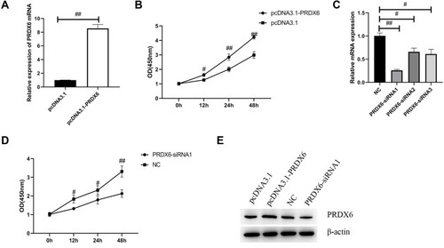 Figure 2 PRDX6 overexpression promoted the proliferation of A549 cells. (A) PRDX6 expression in A549 cells transfected with the pcDNA3.1-PRDX6 plasmid or pcDNA3.1-vector was determined by qPCR. (B) Cell Counting Kit-8 assay was used to analyze A549 cell viability at the indicated times. A549 cells were transfected with pcDNA3.1-PRDX6 plasmid and pcDNA3.1-vector for 48 h, respectively. (C) Relative expression of PRDX6 was detected by qPCR. PRDX6 mRNA expression was detected following three PRDX6 siRNA sequences and NC was transfected into A549 for 48 h, respectively. (D) Cell Counting Kit-8 assay was used to analyze the viability of A549 cells at the indicated times following transfection with PRDX6 siRNA. (E) The expression of PRDX6 protein was detected by Western blotting. #P<0.05; ##P<0.01.