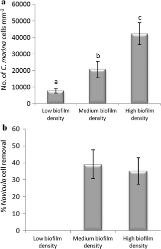 Figure 12. Effect of different biofilm densities of C. marina on the adhesion strength of cells of N. incerta on IS700. (a) Mean density of bacterial cells obtained from the counts of three replicate slides (n = 90). Error bars represent ± 2×SE. Values that are significantly different to each other at p < 0.05, are indicated by different letters above the bars. (b) Mean percentage removal of cells on biofilmed IS700 surfaces, calculated from the counts of three replicate slides exposed to 52 Pa shear stress compared with three unexposed replicate slides. Error bars represent ± 2×SE, calculated from arcsine-transformed data.