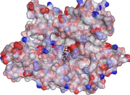 Figure 1 A 3D structure of 78 kDa glucose-regulated protein where the active site is occupied with an ATP molecule.