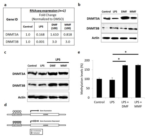 Figure 6 DMF and MMF induced DNMT-mediated methylation-silencing of GSDMD gene. (A) Whole transcriptome analysis data showed increase in DNMT3A and DNMT3B in DMF- or MMF-treated NK92 cells, compared to control cells. (B) Western blotting data also showed an increase in the expression of DNMT3A and DNMT3B in DMF or MMF treated cells but not in LPS treated cells. (C) DMF and MMF increased the expression of DNMT3A and DNMT3B in cells incubated with LPS. (D) Schematic representation of the presence of CpG Islands in the promoter region of GSDMD gene and repression of expression is observed upon methylation of those CGIs. (E) Data from MSP-PCR showed the methylation levels of GSDMD in cells either untreated (Control), or treated with LPS, or LPS plus DMF or MMF in the presence of IL-2 for 24 h. *P<0.01 compares GSDMD promoter methylation levels in LPS-activated cells vs cells incubated with DMF or MMF. Methylation levels were significantly higher in DMF and MMF treated NK92 cells compared to untreated or LPS treated NK92 cells.