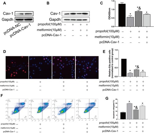 Figure 5 Metformin reversed propofol-induced apoptosis in HT-22 cells through downregulating Cav-1. (A) Transfection efficacy of pcDNA-Cav-1 in HT-22 cells. (B) Protein level of Cav-1 in propofol-induced HT-22 cells transfected with pcDNA-NC or pcDNA-Cav-1 with either metformin treatment or not. (C) CCK-8 assay results showed viability in propofol-induced HT-22 cells transfected with pcDNA-NC or pcDNA-Cav-1 with either metformin treatment or not. (D and E) EdU assay results showed EdU-positive cells in propofol-induced HT-22 cells transfected with pcDNA-NC or pcDNA-Cav-1 with either metformin treatment or not (D). Quantitative analysis of EdU-positive ratio (E). (F and G) Flow cytometry results showed distribution of apoptotic cells, necrotic cells and survival cells in propofol-induced HT-22 cells transfected with pcDNA-NC or pcDNA-Cav-1 with either metformin treatment or not (F). Quantitative analysis of apoptosis rate (G) (*p<0.05 compared to control group; &p<0.05, compared to propofol (100μM) group).