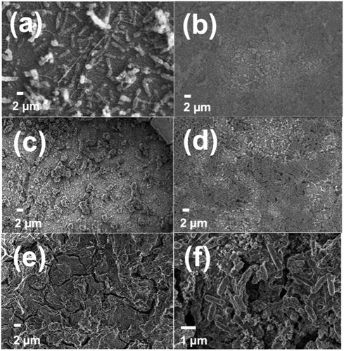 Figure 3. Scanning electron micrographs depicting the smooth surface on day 3 (a), day 6 (c) and day 13 (e) and rough surfaces on day 3 (b), day 6 (d) and day 13 (f).