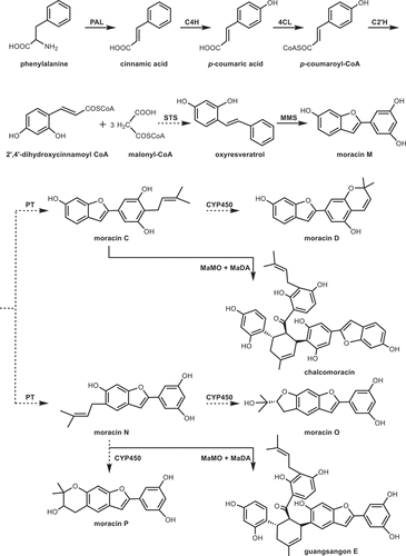 Figure 9. Biosynthetic pathway of moracins in mulberry leaves. The solid lines represent the enzymes that have been characterized clearly. The dotted lines represent putative biosynthetic enzyme.