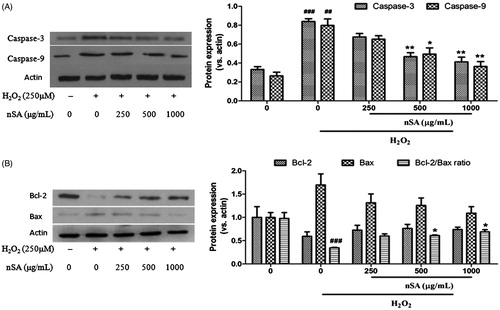 Figure 6. nSA suppressed the activation of caspase-3 and caspase-9 (A.) and restored the Bcl-2/Bax ratio (B.) in H2O2-induced HLE cells. HLE cells were preincubated with nSA (250, 500 and 1000 μg/mL) for 2 h before the treatment with 250 μM H2O2 for 24 h. Cells were lysed and the expression of caspase-3, caspase-9, Bcl-2 and Bax were evaluated using western blot analysis. Data were expressed as mean ± SEM and were obtained from three independent experiments. ###p <0.001, compared with the untreated control group; *p <0.05 and **p <0.01, compared with the H2O2-treated group.