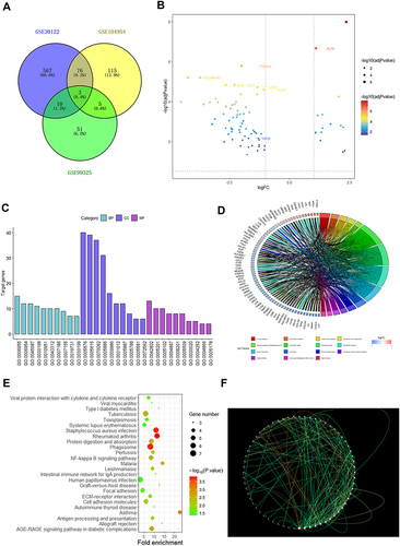 Figure 1 Screening as TGF-β1 a differential gene between non-diabetic and diabetic person. (A) Venn diagram of DEGs. The blue part represents the data of GSE30122, the yellow part represents the data of GSE104954, the green part represents GSE99325 and the overlap represents common differential genes. (B) A map of the DEGs’ volcanic distribution. Red denotes the greatest difference, and subsequent colors become less distinct. (C) DEGs’ top 30 enriched GO words. (D) DEGs distribution for various GO enrichment functions. (E) Analysis of KEGG enrichment pathways for DEGs. (F) PPI network of DEGs. The gene’s protein is represented by each node, and the interaction between them is shown by each edge. The inner core of the protein can be identified by its edge color.