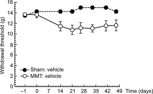 Figure S1 Determination of allodynia in the MMT model of OA via manual von Frey analysis. Allodynia was measured via von Frey filaments in SD rats in which OA has been induced by MMT. Even if there is a trend toward a higher sensitivity (i.e. lower withdrawal threshold in operated animals versus sham), this difference did not reach a statistical significance. Moreover, the narrow difference induced by OA does not allow placing a dose-response curve for an analgesic compound such as CR4056. Data are presented as mean ± SEM.Abbreviations: MMT, medial meniscal tear; OA, osteoarthritis; SD, Sprague Dawley.