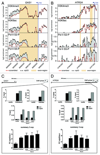 Figure 7. (A, B) ChIP-chip profiles of H3K4me3, H3K9ac, Pol II S2-P and Pol II S5-P occupancy in the GAS1 (A) and the HTR2A (B) genes in scr- and sip53-transfected U251 cells. Mean log2-values of the signal ratio “ChIP-sample/input” for every probe on the tiling array from two biological replicates are plotted against the probe position. The transcription start site (TSS) is marked by an arrow and exons are highlighted. (C, D) A qPCR-based analysis of a representative experiment for the promoter regions of GAS1 (C) and HTR2A (D). Data for scr- and p53-siRNA-transfected cells are presented as percent recovery of input DNA by the specific antibodies. A control without addition of antibodies is shown. The results of the three replicate experiments are summarized as fold change of mutp53-depleted cells vs. control cells.