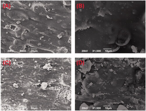 Figure 1. SEM pictures of the DOX-loaded implants. (A) External surface of the implant (magnification ×600). (B) External surface of the implant (magnification ×1500). (C) Cross-section of the implant (magnification ×600). (D) Cross-section of the implant (magnification ×1500).