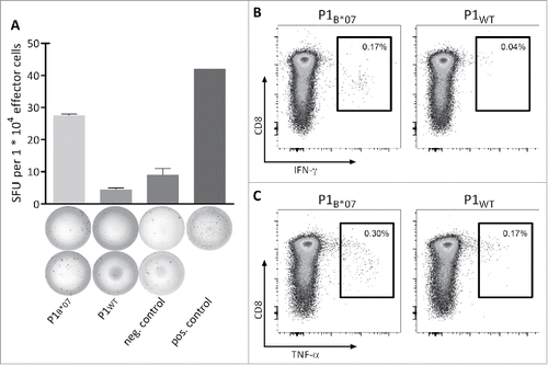 Figure 4. Functionality and specificity of MYD88L265P-specific T cells. Functionality and specificity of MYD88L265P-specific CD8+ T cells were analyzed by (A) IFNγ ELISPOT assay or (B, C) intracellular cytokine staining. Both assays showed increased production of IFNγ or TNFα after stimulation with the mutation-derived peptide (P1B*07) in comparison with the corresponding WT peptide (P1WT). Representative examples of two different donors are shown. The frequency of P1B*07-specific CD8+ T cell populations was 2.69% (A) and 0.40% (B and C), respectively, as detected by tetramer staining (not shown). Error bars indicate ± SEM of two independent replicates. Abbreviations: SFU, spot forming unit; neg., negative; pos., positive; SEM, standard error of the mean.