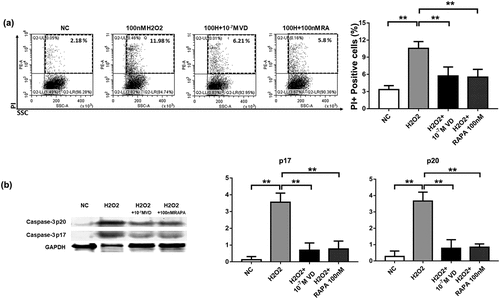 Figure 4. The anti-apoptotic effects of calcitriol on NK cells. (a) Anti-apoptotic effects of calcitriol in H2O2-induced injury. FACS analysis showed the percentage of apoptotic NK cells after treatment with 100 μM H2O2 for 24 h. (b) The expression levels of caspase-3 p20 and caspase-3 p17 in NK cells were detected by western blotting analysis after treatment with 100 μM H2O2 for 24 h. GAPDH was used as the loading control. Bar diagram illustrating the western blotting results (n = 3). *P < 0.05 was compared with the H2O2 group