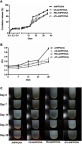 Figure 2 In vitro release and stability of AHPP/OVA and surface cationic polymer modified AHPP/OVA. (A) OVA release from the AHPP/OVA and surface cationic polymer modified AHPP/OVA incubated in deionized water (pH=7.0) for 35 days. (B) PDI of AHPP/OVA, CS-AHPP/OVA, PEI-AHPP/OVA, and εPL-AHPP/OVA dispersions stored at 37°C. (C) Changes in the polymerization of AHPP/OVA, CS-AHPP/OVA, PEI-AHPP/OVA and εPL-AHPP/OVA dispersions stored at 37°C. Results were expressed as means ± SEM (n=3).