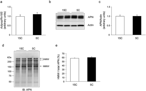 Figure 2. Effects of the low-protein diet on APN mRNA and protein levels in rat epididymal white adipose tissue (epiWAT).Rats were treated for 14 days as described in Figure 1 legend. a: APN mRNA (Adipoq) level. b, c: APN protein level. b: A representative immunoblot. c: Quantification of the immunoreactivity of APN. The actin level was used as an internal control. The results are expressed as arbitrary units. Values are mean ± SEM (15C; n = 9, 5C; n = 10). *p< 0.05 vs. 15C group. d, e: The APN oligomeric complexes in epiWAT. d: A representative immunoblot. e: Quantification of immunoreactivity of HMW form of APN per total APN. The results are expressed as arbitrary units. Values are mean ± SEM (15C group; n = 9, 5C group; n = 10).