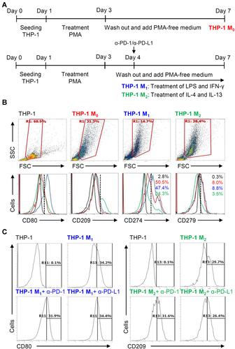 Figure 5 Different expression of PD-L1 (CD274) and PD-1 (CD279) in THP-1-differentiated macrophages. (A) In PMA-stimulated THP-1-differentiated M0 macrophages, cells were then treated with LPS (1 μg/mL)/IFN-γ (10 ng/mL) and IL-4 (25 ng/mL)/IL-13 (25 ng/mL) for polarization of M1 and M2, respectively, in the absence and presence of neutralizing antibodies (5 μg/mL) against CD274 (α-PD-L1) and CD279 (α-PD-1) according to the experimental design. (B) For immunostaining, cells were stained with CD80 and CD209 for dissecting M1 and M2, respectively. Immunostaining followed by flow cytometric histogram analysis showed the expression of CD274 and CD279 in these cells. (C) Furthermore, the expression of CD80 and CD209 in M1 and M2 without or with the blockade of CD274 and CD279 were shown. For all flow cytometric analysis, representative data were selectively obtained from three individual experiments, and the percentage of positive cells is shown. THP-1 (black); THP-1 M0 (red); THP-1 M1 (blue); THP-1 M2 (green).