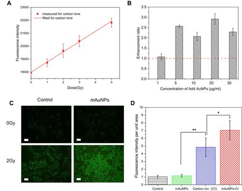 Figure 7 Enhanced radiation in solution and increased production of intracellular ROS. (A) Fluorescence intensity varies dependent on the dose of carbon ion irradiation; (B) Enhancement ratio of hydroxyl radical production in aqueous solution of AuNPs at different concentrations under carbon ion irradiation; (C) Fluorescent images of ROS with DCHF-DA in B16-F10 cells after irradiation at 2 Gy in the presence of mAuNPs. The scale bars represent 50 μm; (D) The fluorescence intensity per unit area in B16-F10 cells after irradiation. (*, p<0.05, **, p<0.01).