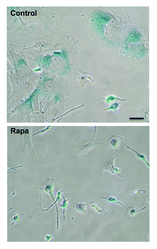 Figure 2. The effect of rapamycin on morphology of aging MEFs. Cells were cultured with (Rapa) or without (control) 30 pM rapamycin. At passages 4–5 cells were stained for SA-β-Gal and microphotographed. Scale bar = 50 μm.