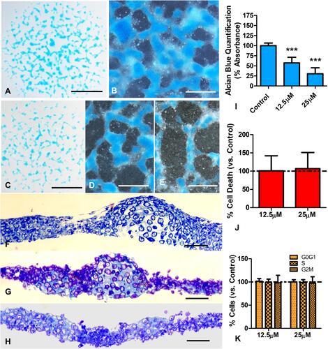 Figure 1 Effects of BBR in 2-day cultures of limb skeletal progenitors. (A and B) Low magnification (A) and detailed view (B) of 5 days old micromass cultures after Alcian blue cartilage staining. (C and D) low magnification (C) and detailed (D) views of similar cultures to that shown in (A) but subjected to 12.5 µM BBR for a transitory 6hr period at the end of day 2. Note the intense decrease in Alcian blue positive cartilage nodules. (E) culture treated as in (D), but employing 25 µM BBR. Note the reduction in size and density of Alcian blue positive nodules at expenses of increasing regions occupied by cells negative for Alcian blue staining. (F–H) semithin sections of control (F) and experimental cultures treated with 12.5 µM BBR (G) and 25 µM BBR (H) to show the precise structural organization of the differentiating cartilage in the control culture (F) that contrast with a dose-dependent disorganized appearance of cultures subjected to 12.5 µM BBR (G) or 25 µM BBR (H). Note the diffuse transition of the cartilaginous tissue with the dark cells lacking the cellular an extracellular characteristics of differentiating cartilage in the treated micromasses (G and H). (I) quantitative analysis of Alcian blue dye in control and BBR treated cultures, after guanidine-HCl extraction (n=7). (J) graphic representation of the rate of cell death evaluated by flow cytometry in short term cultures treated for 6 hr with BBR versus untreated control cultures (represented by the dotted line). (K) graphic representation comparing the proportion of cells at the different stages of the cell cycle between treated and control cultures. Scale bars in (A and C) = 1mm; Scale bars in (B, D and E) = 400µm; scale bars in (F–H) = 40µm. Graphs in (I–K) represent the Mean ± SD. The dotted line represents values in control cultures. Differences were analyzed using ANOVA analysis. ***p<0.001.