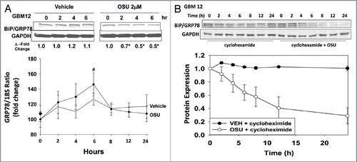 Figure 9 OSU-03012 reduces the half-life of BiP/GRP78. (A) Upper: GBM12 cells were treated with vehicle or OSU-03012 (2 µM). Cell lysates were isolated at the indicated times to determine the expression of BiP/GRP78 and densitometry performed. Lower: GBM12 cells were treated with vehicle or OSU-03012 (2 µM). Total RNA was isolated at the indicated time points and quantitative RT-PCR performed to determine BiP/GRP78 levels (n = 3, +/- SEM). (B) GBM12 cells were treated with vehicle or cycloheximide (20 µg/ml), followed by OSU-03012 (2 µM). Cells were lysed to determine the protein expression of BiP/GRP78 compared with GAPDH and the relative intensity of protein levels presented graphically (n = 3, +/- SEM).