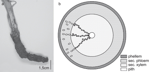 Figure 4.  (A) Rhizome of S. hispanica. (B) Schematic section of rhizome: small ellipses mark the position of the laticifers; vascular cylinder with vessels (dots) arranged in single or multiple radial rows.