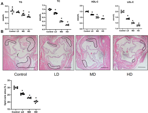 Figure 11 BLEC attenuates the development of atherosclerosis and decreases TC, TG, LDL-C and HDL-C in vivo. (A) The serum lipid levels in ApoE−/− mice treatment with LD, MD and HD BLEC and fed an HFD for 12 weeks was analyzed. (B) Hematoxylin and eosin (H&E)-stained cross-sections of aortic root tissue from ApoE−/− mice treatment with LD, MD and HD BLEC and fed an HFD for 12 weeks (magnification, 10×). The circular region indicates the necrotic core area. Necrotic core areas were defined as anuclear, antifibrotic, and eosin-negative areas. Scale bar = 200 μm. All data are expressed as the mean ± SD. *P < 0.05 vs The control group.
