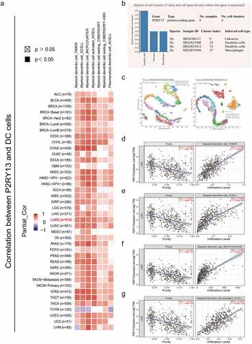 Figure 8. Correlation analysis between P2RY13 expression and immune cell infiltration in pan-cancer tumor tissues. (a) Correlation analysis between P2RY13 gene expression and DC infiltration in pan-carcinoma based on different algorithms. (b) Screening of immune cells significantly related to P2RY13 gene expression in PanglaoDB online database based on scRNA-seq, among which DCs were the most significant. (c) Use cluster analysis to visualize the location and number of DC cells in the panorama. (d-g) Correlation analysis between DC and P2RY13 gene expression in LUAD (r > 0.5). DCs: Dendritic cells; LUAD: Lung adenocarcinoma