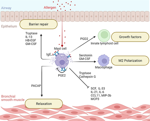 Figure 2. The protective role of mast cells. Mast cells regulate their own activation and production of proteases capable of inactivating pro-inflammatory cytokines and keep airway inflammation under control. They are also involved in repairing the airway epithelial barrier by releasing growth factors and promoting anti-inflammatory M2 macrophage polarization. Key: CCL11, C-C Motif Chemokine Ligand 11; GM-CSF, Granulocyte-Macrophage Colony Stimulating Factor; HB-EGF, Heparin-Binding Epidermal Growth Factor; IL-13, Interleukin-13; IL-21, Interleukin-21; IL-33, Interleukin-33; IL-6, Interleukin-6; MCP3, Monocyte Chemotactic Protein 3; MIP-3b, Macrophage Inflammatory Protein 3 beta; PACAP, Pituitary Adenylate Cyclase-Activating Polypeptide; PGD2, Prostaglandin D2; PGE2, Prostaglandin E2; SCF, Stem Cell Factor.