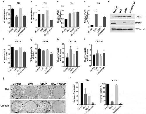 Figure 5. Pretreatment with decitabine sensitizes T24 cells to cisplatin.(a-i) T24 cells were pretreated with 2 µM DAC for 48 hours, followed by 0.5 µg/mL cisplatin treatment. Total RNA, DNA, and protein nuclear extracts were harvested at 24 hours following cisplatin treatment. (a&b, f&g) Promoter P1, P2 methylation was analyzed using pyrosequencing in T24 and CR-T24 cells respectively. Average methylation across the interrogated CpG sites following treatment is represented. (c&d, h&i) TAp73 and ∆Np73 mRNA expression levels after treatment in T24 and CR-T24 cells respectively. Results are the mean ± SEM of the relative expression level to GAPDH. (e)TAp73 and DNMT1 protein level were evaluated using immunoblot analysis, using Histone H3 as a loading control. (j&k) T24 and CR-T24 cells were subjected to in vitro clonogenic assay. Cells were pretreated with 0.5 µM DAC for 48 hours, followed by 0.25 µg/mL cisplatin (T24) or 1µg/mL cisplatin (CR-T24) treatment for 24 hours. Colonies were stained with crystal violet after an incubation period of 10 days. Results are indicated as surviving fraction as compared to control cells treated with media alone. *p < 0.05, **p < 0.01, ***p < 0.001.