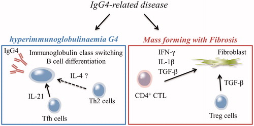 Figure 1 Scheme of two important clinical findings in patients with IgG4-RD.