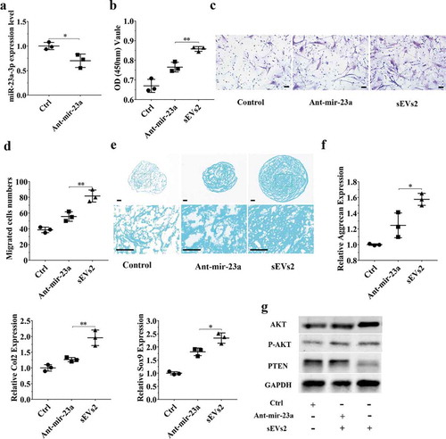 Figure 6. miR-23a-3p silencing attenuated the effect of hUC-MSCs-sEVs in hBMSCs. (a) hBMSCs treated with antagomir-23a-3p or scramblemir (Ctrl) for 6 h, and the expression of miR-23a-3p was measured by qPCR. The results of statistical of three independent replicates are shown. ***P < 0.001. (b) Viability of hBMSCs treated with antagomir-23a-3p and hUC-MSCs-sEVs. Group ant-mir-23a represented the treatment of antagomir-23a-3p and hUC-MSCs-sEVs (10 × 108 particles/mL), Group Ctrl and sEVs2 represented scramblemir and 10 × 108 particles/mL hUC-MSCs-sEVs. Data were presented as mean ± SD of three number of replicates. **P < 0.01 (c) Representative images of transwell migration assay of hBMSCs. Scale bar: 50um. Group ant-mir-23a represented the treatment of antagomir-23a-3p and hUC-MSCs-sEVs (10 × 108 particles/mL), Group Ctrl and sEVs2 represented scramblemir and 10 × 108 particles/mL hUC-MSCs-sEVs. (d) Quantitative analysis of the migrated hBMSCs. **P < 0.01. Data were presented as mean ± SD of three number of replicates (e) Alcian blue staining of hBMSCs. Group ant-mir-23a represented the treatment of antagomir-23a-3p and hUC-MSCs-sEVs (10 × 108 particles/mL), Group Ctrl and sEVs2 represented scramblemir and 10 × 108 particles/mL hUC-MSCs-sEVs. (f) RNA expression levels of Sox9, Col2, Aggrecan were measured by qPCR. *P < 0.05. Data were presented as mean ± SD of three number of replicates. *P < 0.05. (g) The protein levels of AKT, P-AKT, PTEN in hBMSCs were analysed by western blotting.