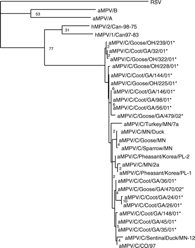Figure 1.  Phylogenetic relationship of the newly detected aMPVs from wild birds based on 849 nucleotides from the matrix gene. The phylogenetic tree was constructed with wild bird isolates, representative isolates from subtype A, B and C aMPVs, hMPV and RSV. Following alignments, rooted phylograms were generated by maximum parsimony and 1000 bootstraps. *Viruses identified in the present study.