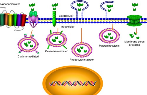 Figure 3 The mechanism of nanoparticle intracellular transport.