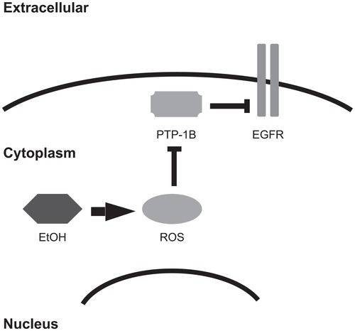 Figure 3 Alcohol may inhibit phosphatases that negatively regulate EGFR. The protein tyrosine phosphatase PTP-1B inhibits EGFR signaling by catalyzing the dephosphorylation of EGFR tyrosine residues. ROS can oxidize a catalytic cysteine residue of protein phosphatases, thereby inactivating them and leading to increased EGFR signaling. Because alcohol causes intracellular accumulation of ROS, it is predicted to stimulate EGFR signaling.Abbreviations: EtOH, ethanol; ROS, reactive oxygen species; PTP-1B, protein tyrosine phosphatase 1B; EGFR, EGF receptor.