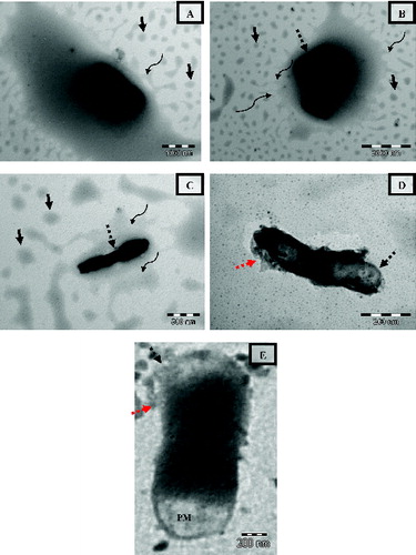 Figure 8. Transmission electron micrograph of E. coli treated with CPLE. The images are taken from the same copper grid from different regions (a–c). Black unbroken arrows indicate the nanoemulsions present in the vicinity of bacterial cells. Black broken arrows indicate the disintegration of the cell wall. Curved arrows indicate the coalescence on nanodroplets with the circumference of the pool of emulsion containing E. coli. The red arrow indicates the cytoplasmic content exudated out from the cell after treatment. PM = Perplasmic space.