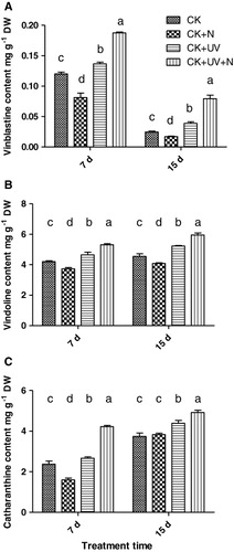 Figure 4. The time-course effects of enhanced UV-B radiation and nitrogen supply on alkaloids contents in the leaf of C. roseus. CK, the control; CK + N, CK with increased nitrogen supply; CK + UV, CK with the enhanced UV-B radiation; CK + UV + N, CK with the enhanced UV-B radiation and nitrogen supply. The results shown are the means of three replicates; bars represent SE. Different letters indicate significant differences among treatments (p < 0.05).