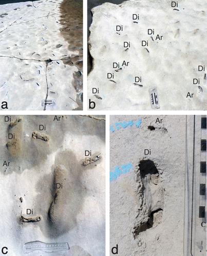 Figure 3. Diplocraterion at the LowT/Riverbend Cliff site. (a) Oblique view of bedding-plane exposure, showing abundance and distribution of burrows. Scale = 20 cm long. (b) Overhead view of bedding plane with relative density of burrows, with both Diplocraterion (Di) and Arenicolites (Ar). Scale = 20 cm long. (c) Burrows on bedding plane in various preservational states, including Arenicolites (Ar) and Diplocraterion (Di). Scale = 15 cm long. (d) Close-up of Ar, Di; note pelleted exterior of Diplocraterion. Scale in centimetres.