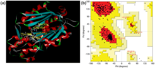 Figure 2. Protein model and stereochemical study of CfCHS. (a) The predicted tertiary structure of CfCHS. The catalytic residues (Cys164, His304, and Asn337) and two highly conserved residues (Phe 216 and Phe 266) are indicated. (b) Ramachandran plot of CfCHS. The plot calculations on the 3D models of C. forskohlii CfCHS proteins were computed with the PROCHECK server. Most favored regions are colored red (A, B, L), additional allowed (a, b, l, p), generously allowed (a, b, l, p), and disallowed regions are indicated as yellow, light yellow, and white regions, respectively.