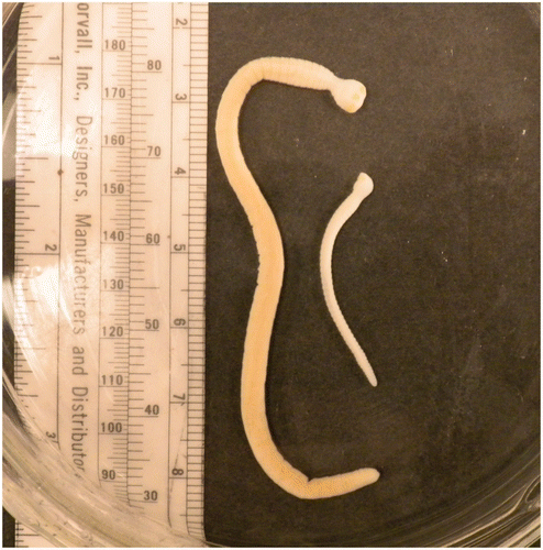 Figure 2. Adult male (right) and female (left) Kiricephalus coarctatus removed from an Eastern Indigo snake.