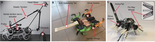 Figure 4. (A) Side view of the elastic suspension robot prototype. (B) Top view of the slope climbing robot prototype, showing the drive components and the holder for a centre-biased added mass. (C) View of the active tail robot prototype, showing the novel wheg design and variable sprawl. The inset shows a CAD drawing of the compliant fin ray wheg.