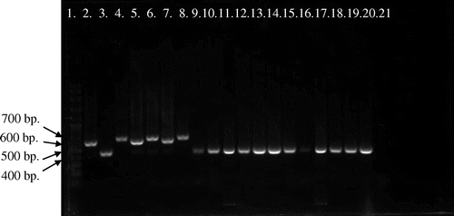 Figure 3. Picture of PCR products of MG reference strains and local strains (12 field samples) by pvpA gene using primer pvpA 1F + pvpA 2R. 100-bp plus DNA ladder (lane 1), MGS6 (lane 2), MG F (lane 3), TS 11 (lane 4), 6/85 (lane 5), MG R (lane 6), PG 31 (lane 7), A5969 (lane 8), MG-positive field strains (lane 9–20), Negative control (lane 21).